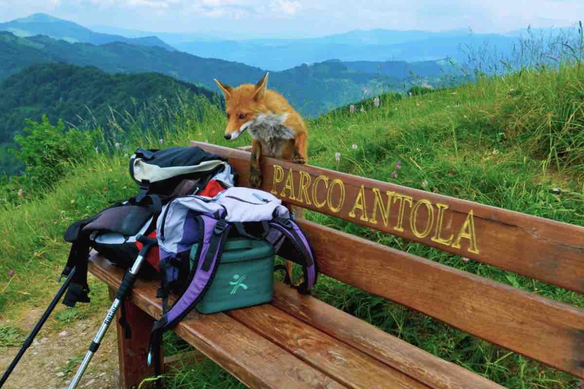 una volpe osserva degli zaini da escursionismo al Parco dell'Antola