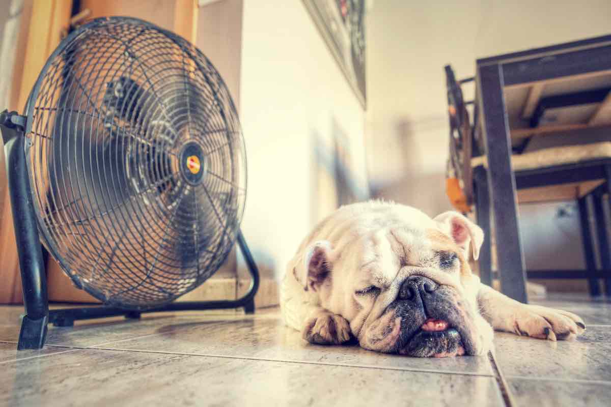 Un cane prende un pò di refrigerio durante l'estate davanti al ventilatore