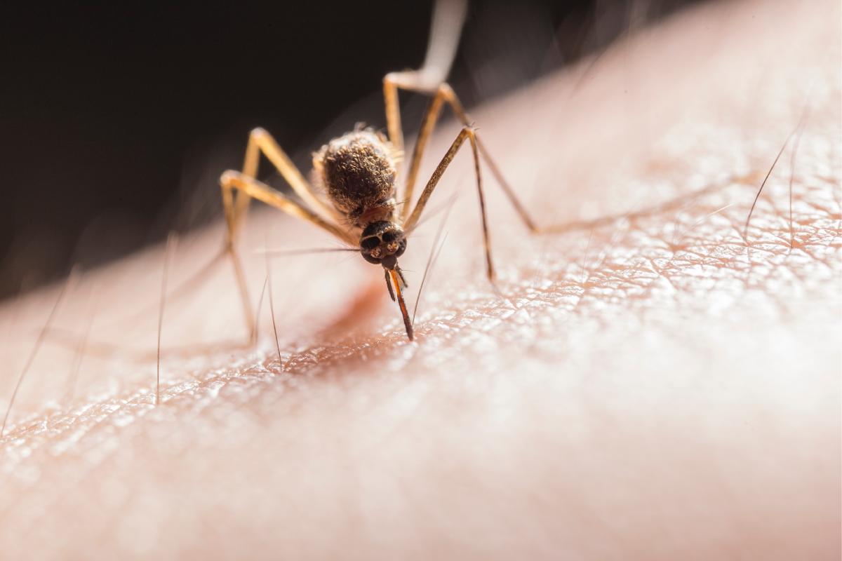 Zanzara marrone molto zoommata mentre punge la pelle di qualcuno