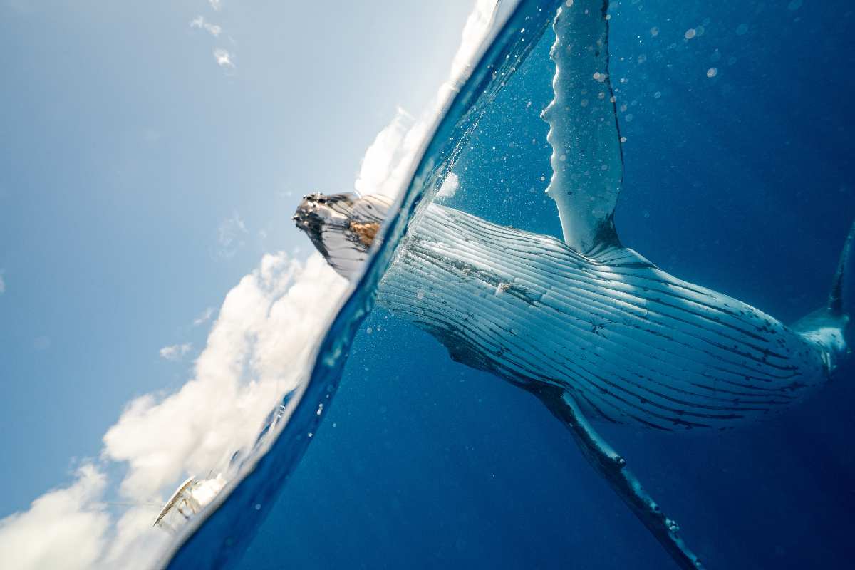 Balenottera azzurra tutta sott'acqua a parte la testa che sembra salutare