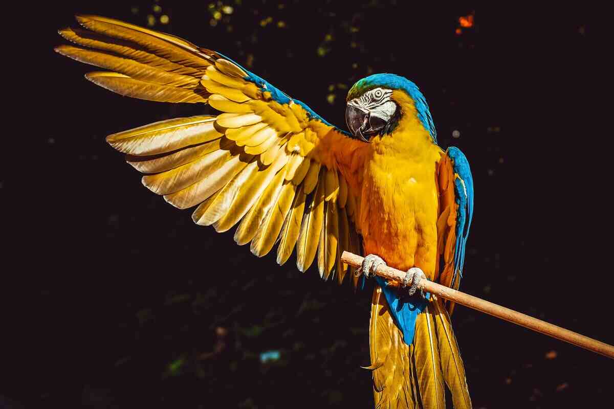 pappagallo con ala aperta