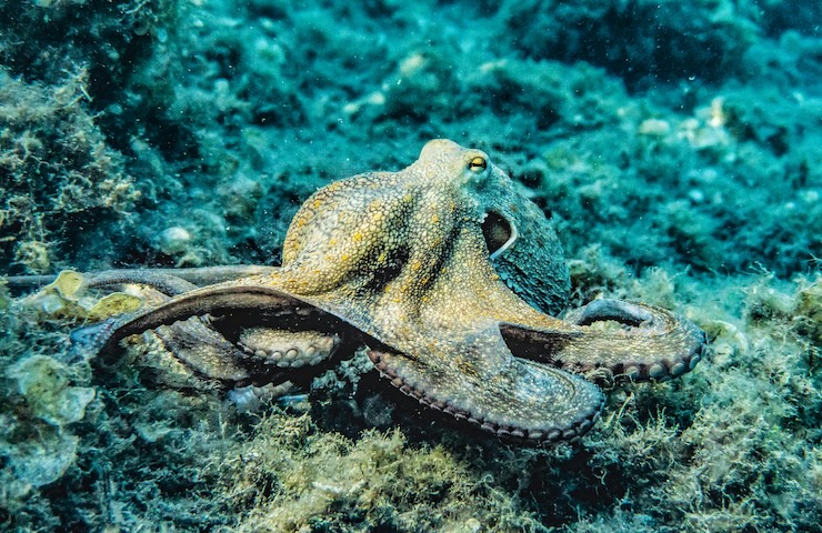 Perché polpi, seppie e calamari cambiano forma e colore?