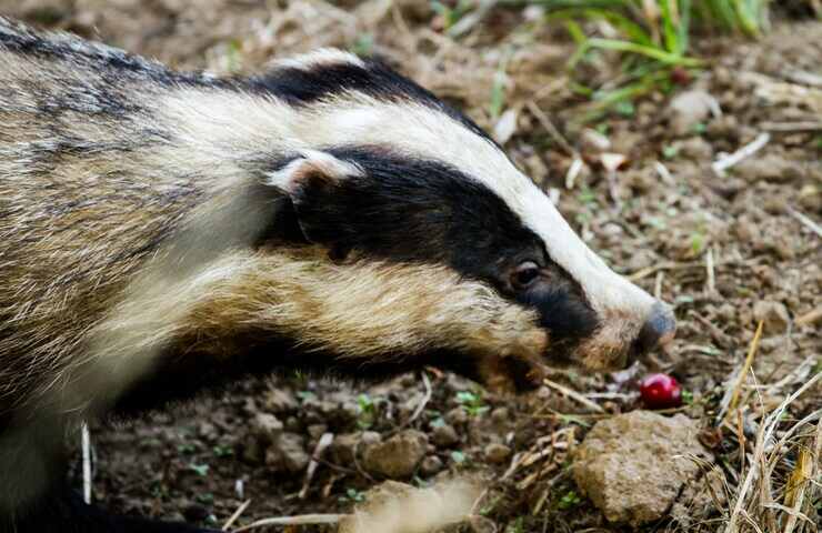 tasso mangia ciliegia