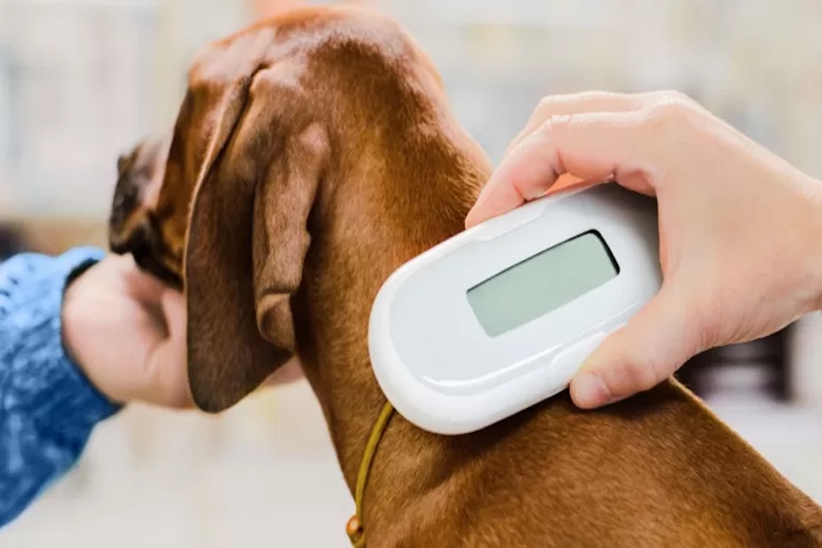 Microchip al cane: quanto costa e dove si deve mettere?