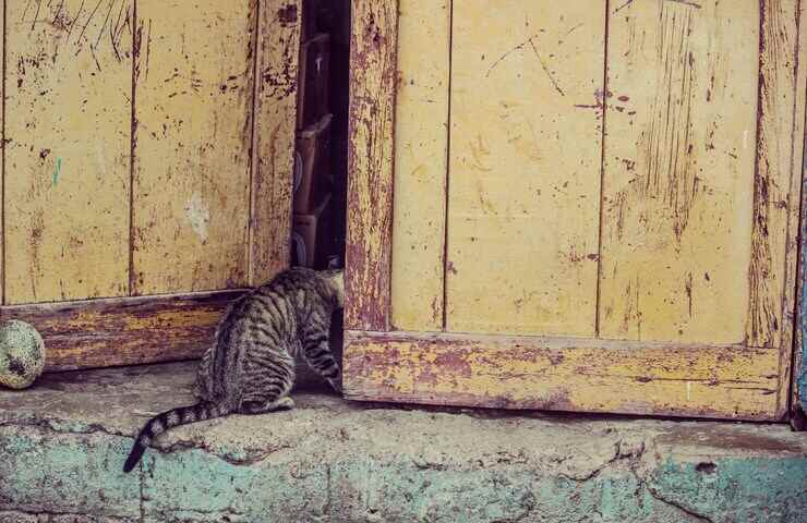 gatto si affaccia alla porta